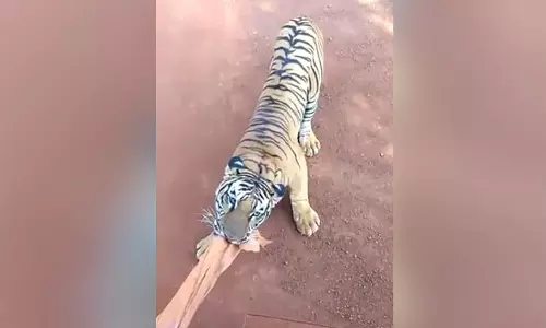 బస్సును వెంటాడిన టైగర్.. తృటిలో తప్పించుకున్న పర్యాటకులు