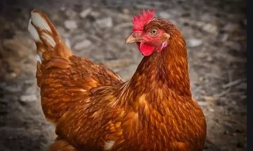 ఆ కోడి ఎంత పని చేసింది..?