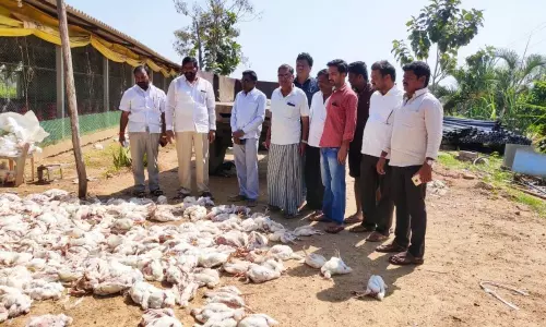 Mangapet: కోళ్ల పెంపకందారులను ఆదుకోవాలి: జిల్లాఅధ్యక్షుడు కుమారస్వామి