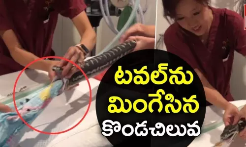 టవల్‌ను మింగేసిన పెంపుడు కొండచిలువ