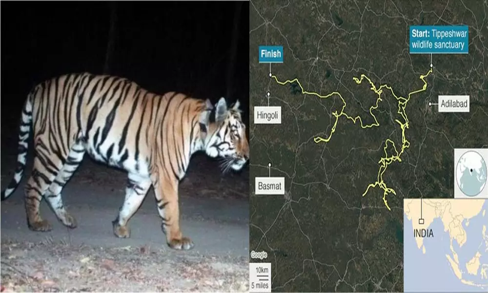 tiger mating goes for 2000km