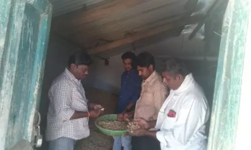 Penukonda: వేరుశెనగ విత్తన కాయల పరిశీలన Penukonda: వేరుశెనగ విత్తన కాయల పరిశీలన