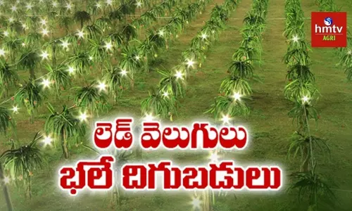 డ్రాగన్ ఫ్రూట్ సాగు.. సరికొత్త టెక్నాలజీతో అధిక దిగుబడులు