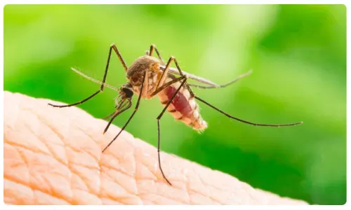Coronavirus: దోమకాటుతో కరోనా వైరస్ వ్యాప్తి చెందుతుందా..?