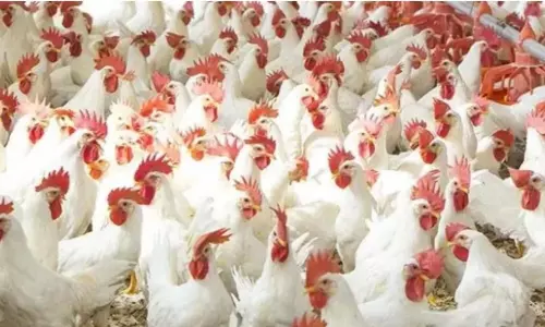 Visakhapatnam: కరోనా ఎఫెక్ట్ తో కొలుకుంటున్న ఫౌల్ట్రీ