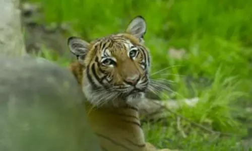 పులికి క‌రోనా పాజిటివ్‌.. ఫస్ట్ కేసు..