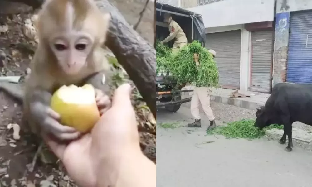 మూగ జీవాల ఆకలి రోదన..