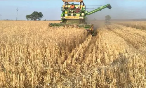 ఈ ఏడాది భారీ స్థాయిలో గోధుమల దిగుబడి.. లాక్ డౌన్ ఉన్నా ఇబ్బంది లేదు.