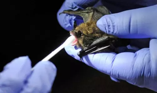 భారత గబ్బిలాల్లో కరోనా వైరస్‌