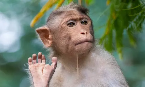 ఒకవైపు కరోనా.. మరోవైపు హడలెత్తిస్తున్న మంకీ ఫీవర్.. ఒకవైపు కరోనా.. మరోవైపు హడలెత్తిస్తున్న మంకీ ఫీవర్..