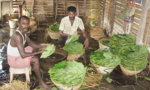 తమలపాకు పంటకు కరోనా దెబ్బ