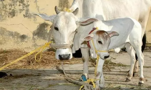 కొండపల్లిలో ఆవులకు వింత వ్యాధి.. కళ్లలో రక్తం.. తేల్చిన వైద్యులు కొండపల్లిలో ఆవులకు వింత వ్యాధి.. కళ్లలో రక్తం.. తేల్చిన వైద్యులు