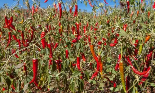 ‌కరోనాతో కుదేలైన ఉమ్మడి వరంగల్‌ జిల్లా మిర్చి రైతులు