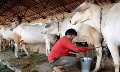 పాడిపోషణ నమ్మిన రైతులకి లాక్ డౌన్‌లో అండగా ఉన్న వ్యాపారం