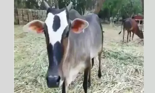 తిరుమల కొండపై తిరునామంతో గోవు సంచారం తిరుమల కొండపై తిరునామంతో గోవు సంచారం