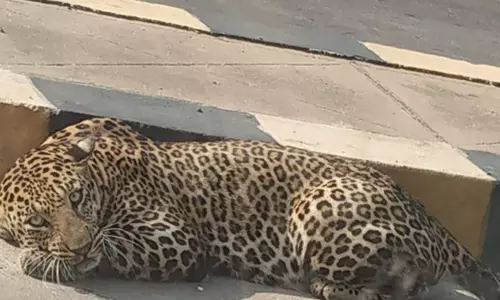 దొరకని చిరుత జాడ..శివార్ల ప్రజల్లో గుండె దడ!