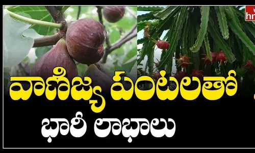 వాణిజ్య పంటలతో ముందడుగు వేస్తున్న రామడుగు మండల రైతులు!