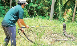 వామ్మో.. ఎంత పెద్ద పామో!