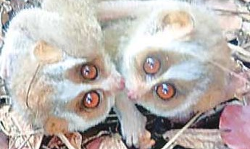 తిరుమల రెండో ఘాట్ రోడ్డులో అరుదైన దేవాంగ పిల్లి పిల్లలు