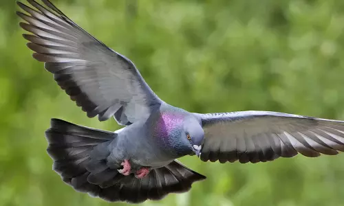 పాకిస్థాన్ పావురం కుట్రలు పాకిస్థాన్ పావురం కుట్రలు