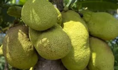 పనస రైతులకు కరోనా ఇక్కట్లు