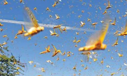 తెలంగానాలోకి మరికొద్ది గంటల్లో మిడతల దండు.. అప్రమత్తమైన అధికారులు!