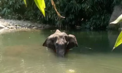 గర్భిణీ ఏనుగును చంపిన కేసులో ఒకరి అరెస్టు గర్భిణీ ఏనుగును చంపిన కేసులో ఒకరి అరెస్టు