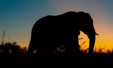 ఏనుగు పోస్టుమార్టం రిపోర్టు: షాకింగ్‌ నిజాలు