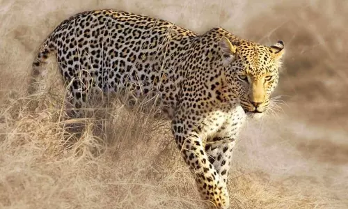 చిరుతపులిని కొట్టిచంపిన స్థానికులు.. ఆరుగురు అరెస్ట్..