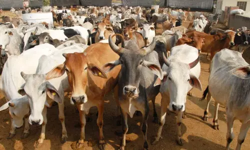 గోవధ చేస్తే జైలుకే.. యోగీ సర్కార్ ప్రత్యేక ఆర్డినెన్స్