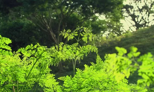 ఆకు కాదు 300 రకాల వ్యాధులకు దివ్య ఔషధం