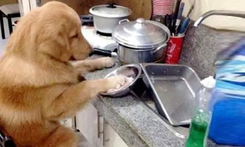 మీరే కాదు.. నేనూ గిన్నెలు కడిగేస్తా..