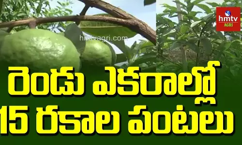 బహుళ పంటల సాగుతో రైతాంగానికి స్ఫూర్తిగా నిలుస్తున్న యువరైతు