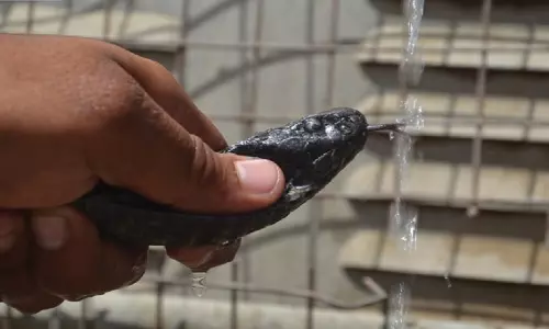 కోబ్రా దాహార్తిని తీర్చిన దీపక్..