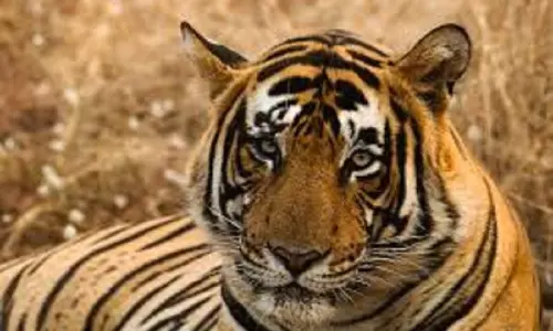 Bengal tiger Kiran death: బెంగాల్‌ టైగర్‌ కిరణ్‌ మృతి.. తండ్రి, తాత సైతం అదే వ్యాధితో..