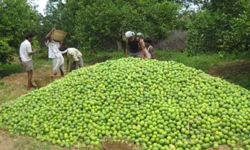 Andhra Pradesh: కడప జిల్లా బత్తాయి రైతులకు దెబ్బ మీద దెబ్బ