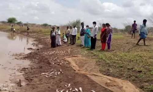 రెండు టన్నుల చేపల మృతి.. గ్రామస్థుల విచారం