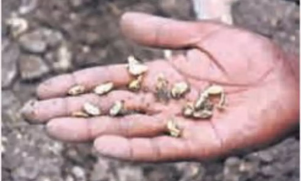 soy seeds: మొలకెత్తని సోయా విత్తులు.. బీడువారుతున్న రైతుల ఆశలు!