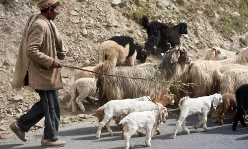 Karnataka:కాపరికి కరోనా.. మేకలు,గొర్రెలను క్వారంటైన్కు తరలించిన అధికారులు! Karnataka:కాపరికి కరోనా.. మేకలు,గొర్రెలను క్వారంటైన్కు తరలించిన అధికారులు!