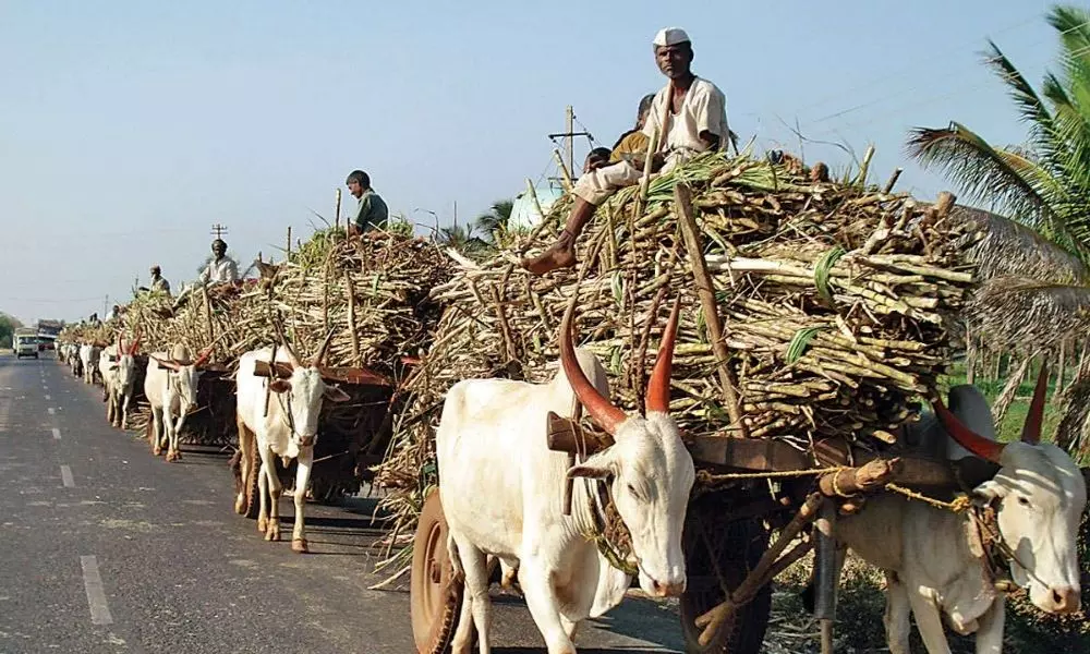 Sugarcane Farmers Problems In Medak: రైతన్నకు నష్టం.. చెరుకు సాగు కష్టం