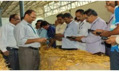 Government to purchase tobacco: పొగాకు వ్యాపారం లోకి ఏపీ ప్రభుత్వం!