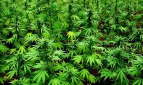 విశాఖ ఏజెన్సీలో గుట్టుగా గంజాయి సాగు ! విశాఖ ఏజెన్సీలో గుట్టుగా గంజాయి సాగు !