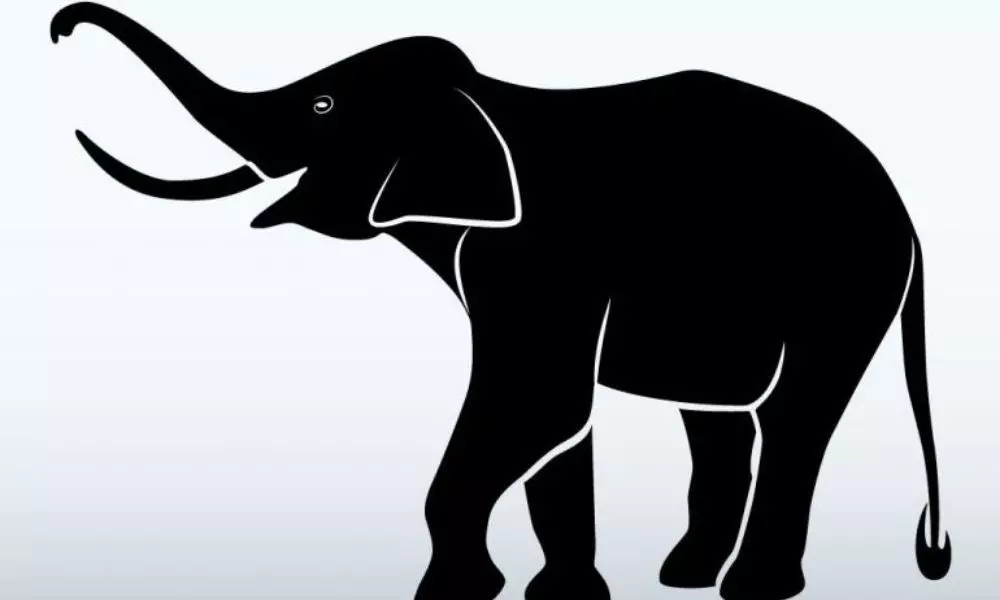 Mystery Elephant Deaths: రెండు నెలల్లో 350కిపైగా ఏనుగులు మిస్టరీస్ డెత్..
