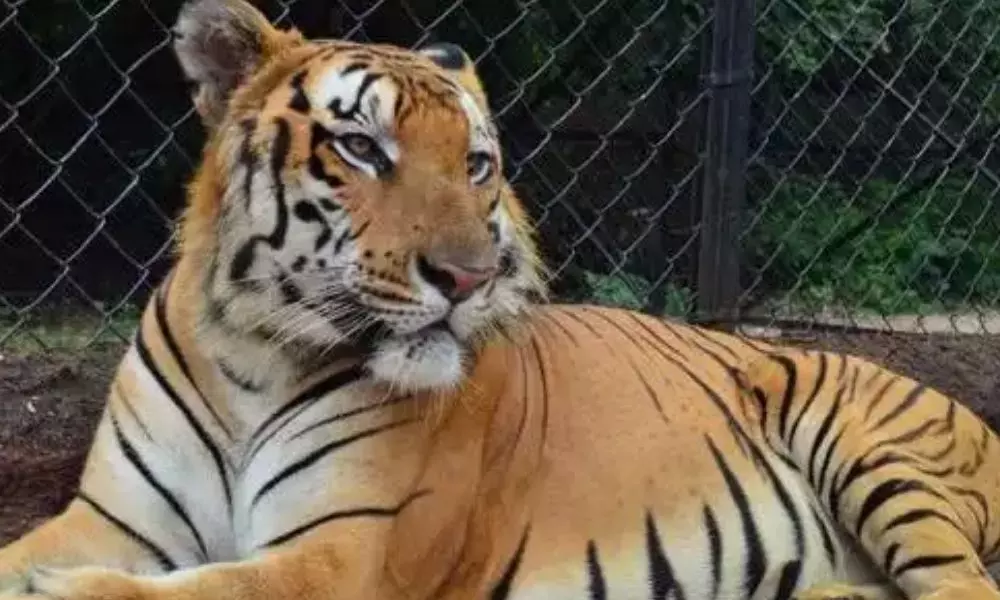 Royal Bengal Tiger Kadamba Died: జూపార్క్‌లో బెంగాల్ టైగర్ మృత్యువాత..