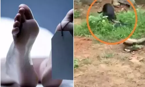 Dogs Eating Coronavirus Patients Dead Bodies: హైదరాబాద్‌లో దారుణం.. సగం కాలిన కరోనా బాధితుల శవాలను పీక్కుతిన్న కుక్కలు