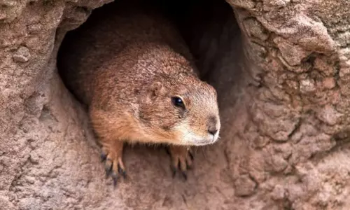 New virus Found in China: మహామ్మరుల పుట్టిల్లుగా మారుతున్న చైనా.. మరో కొత్త వైరస్!