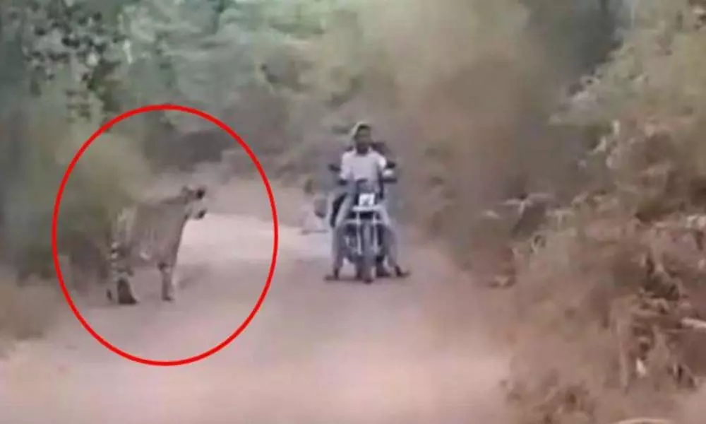 Bikers Escape from Tiger Attack: ముందు, వెనుక పులి మధ్యలో చిక్కుకున్న ఇద్దరు యువకులు...