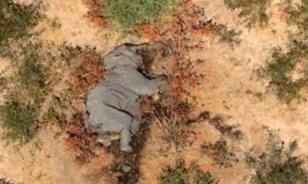 350 Elephants Drop Dead in Botswana: అంతుచిక్కని కారణాలతో 350 ఏనుగులు మృతి