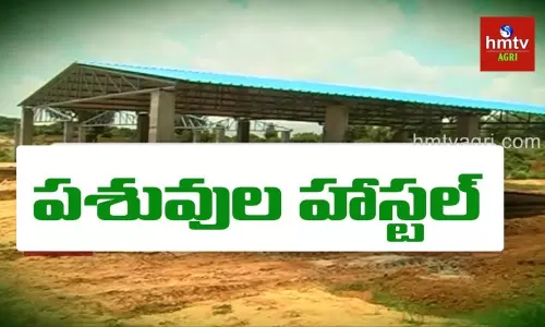 Cattle Hostels in Siddipet : పథకాల ప్రయోగశాల సిద్ధిపేటలో మరో ప్రయోగం