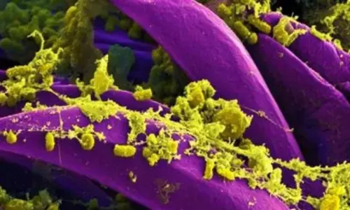 China Bubonic plague news updates:  చైనాలో బుబోనిక్ ప్లేగు వ్యాప్తి.. శరీరంలోకి ఎలా సంక్రమిస్తుంది?